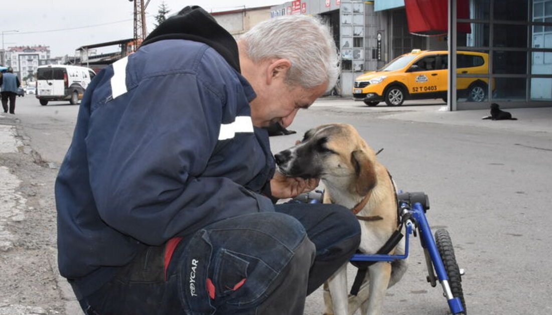 Tamir Ustası Köpeğini 4 Tekerlekli Yürüteçle Hayata Döndürdü