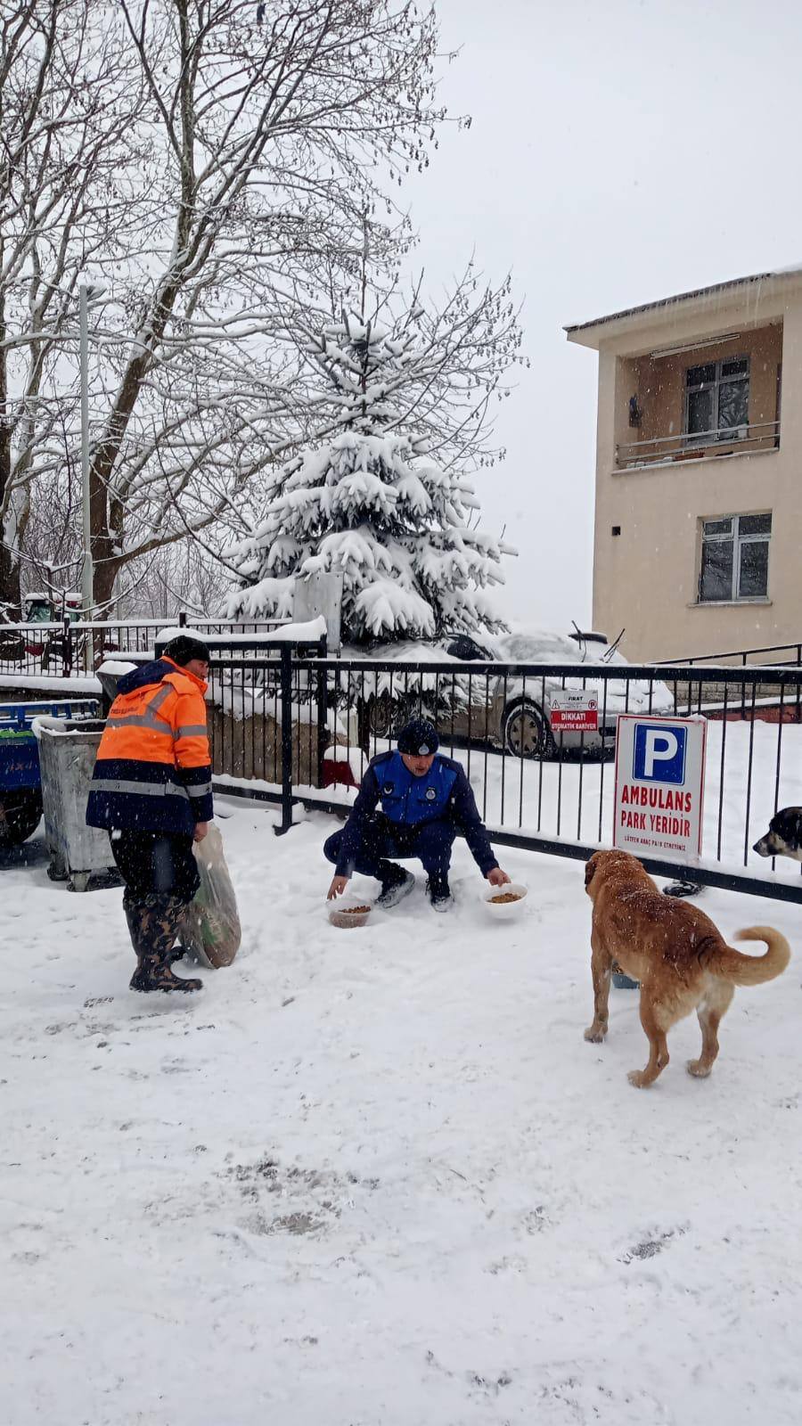 akkus belediyesi sokak kopeklerine yemek.jpg3