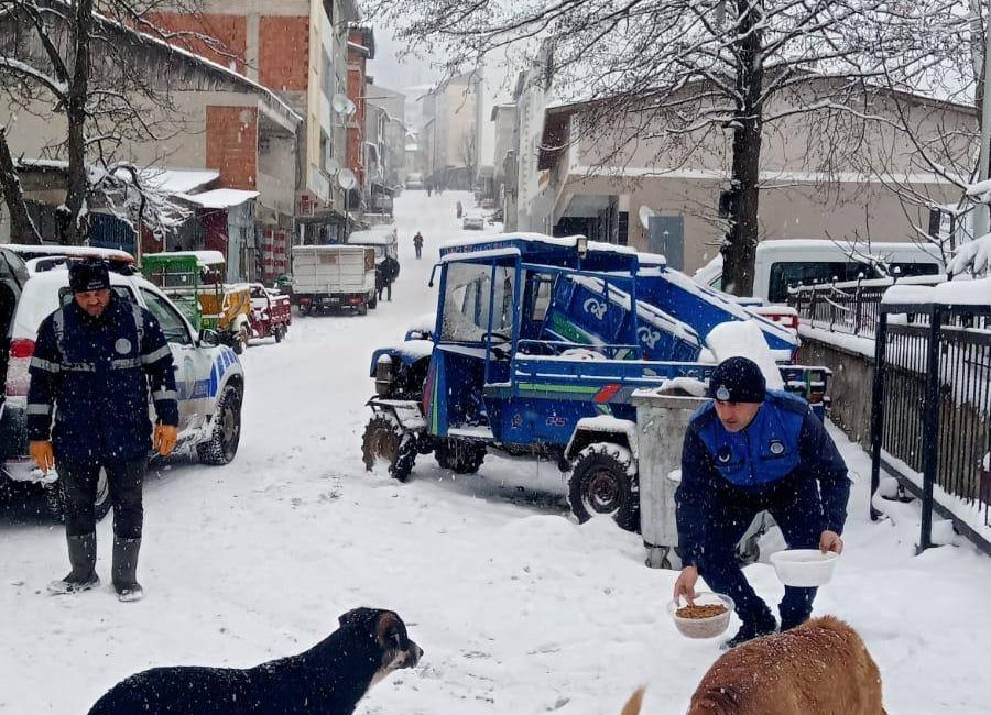 Akkuş Belediyesi ekipleri, soğuk hava koşullarında yiyecek bulmakta zorlanan sokak