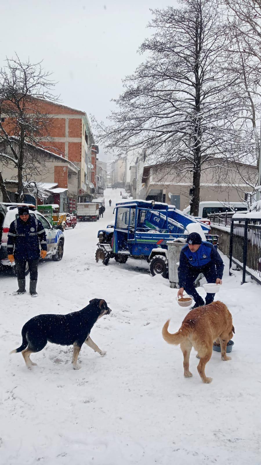 Akkuş Belediyesi Sokak Hayvanlarını Unutmadı akkus belediyesi sokak kopeklerine yemek.jpg4