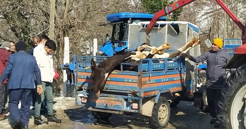 Kumru’da Ahır Yangını: 5 Hayvan Telef Oldu kumru ahir yangini