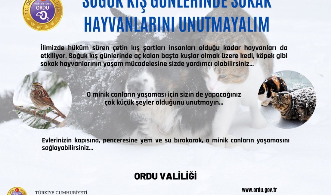 Soğuk Kış Günlerinde Sokak Hayvanlarını Unutmayalım!