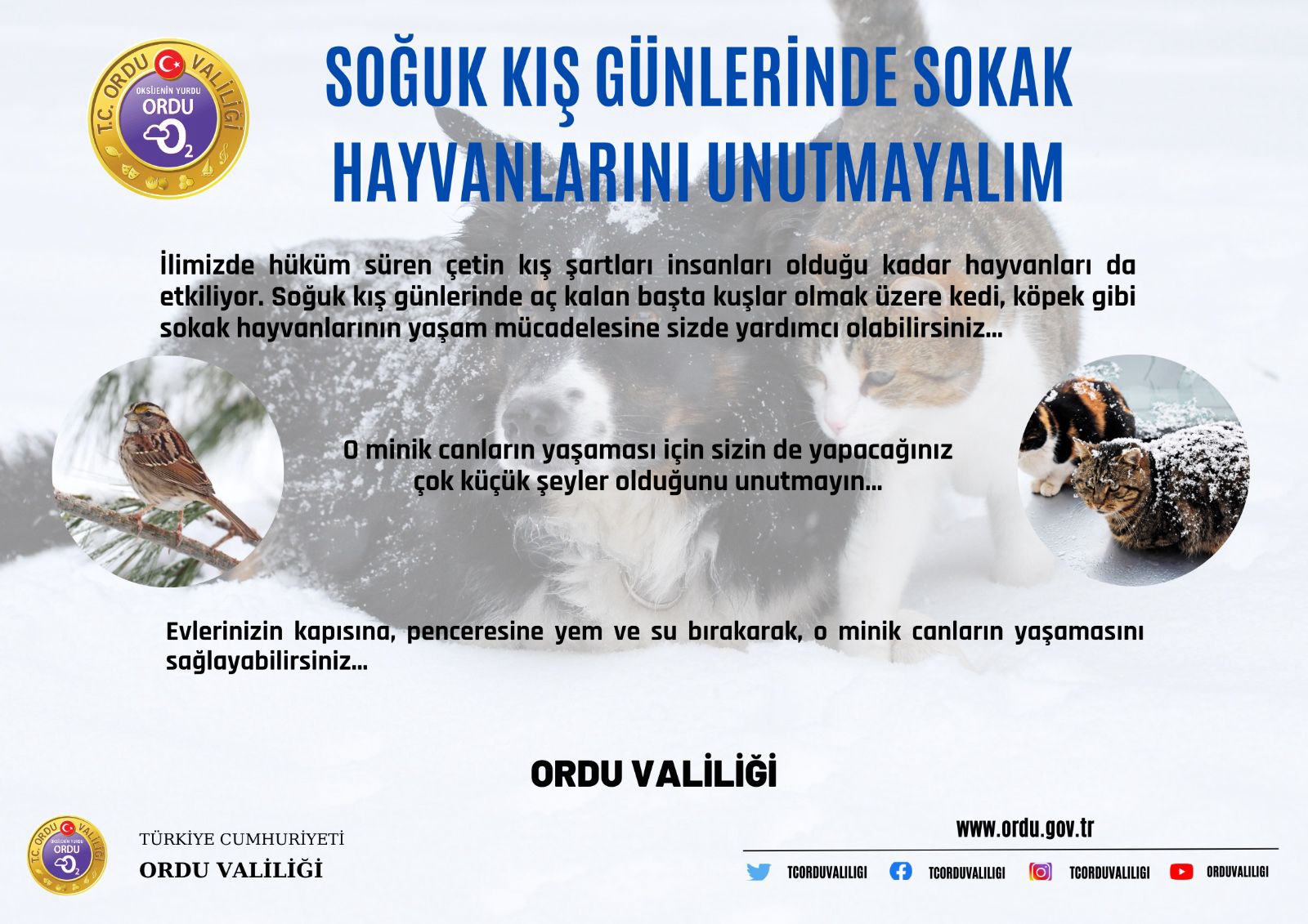 Soğuk Kış Günlerinde Sokak Hayvanlarını Unutmayalım! soguk hava hayvanlar