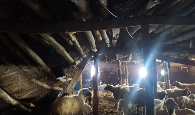 Fatsa’da Kar Ağıla Zarar Verdi: 70 Koyun Telef Oldu