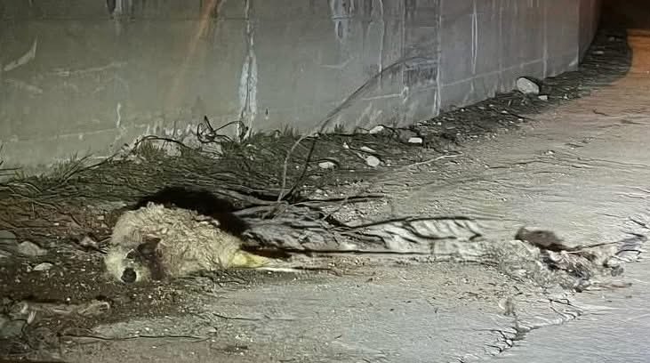 Aybastı’da Telef Olmuş Koyun Bulundu aybasti parclanmis koyun