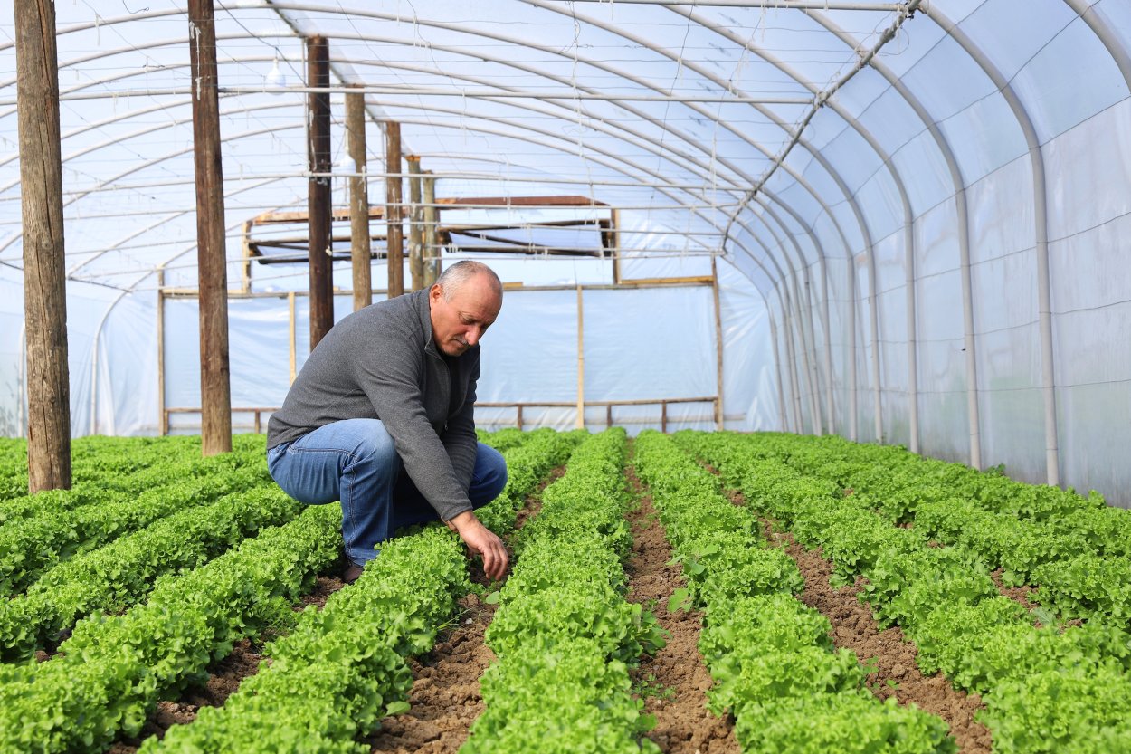buyuksehir yetistiriyor uretici kazaniyor 5491