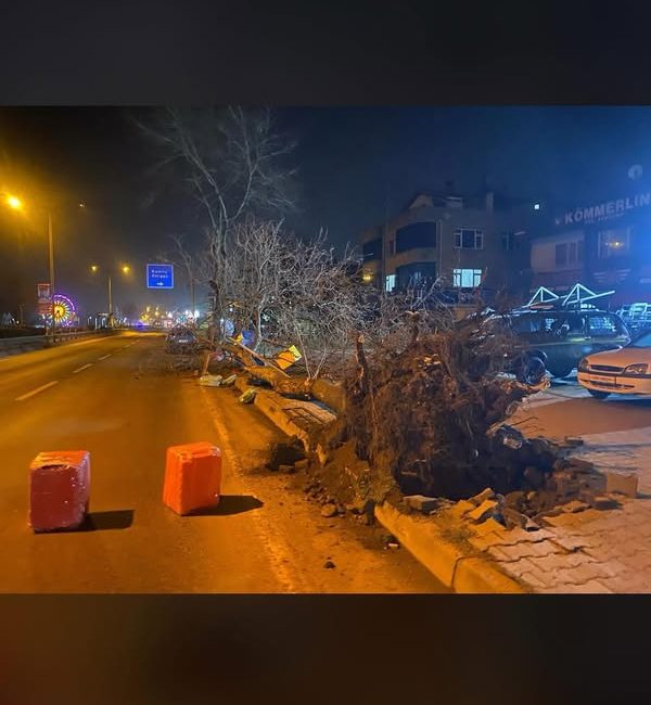 Fatsa'da Tır Kazası: Ağaç Devrildi