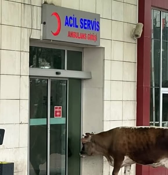 Fatsa Devlet Hastanesi'nde Sıra Bekleyen İlginç Misafir fatsa devlet hastanesi