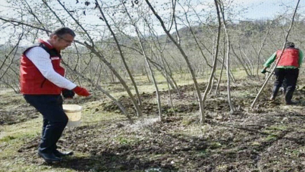 Ordu İl Tarım ve Orman Müdürlüğü'nden Fındık Üreticilerine Gübreleme Uyarısı