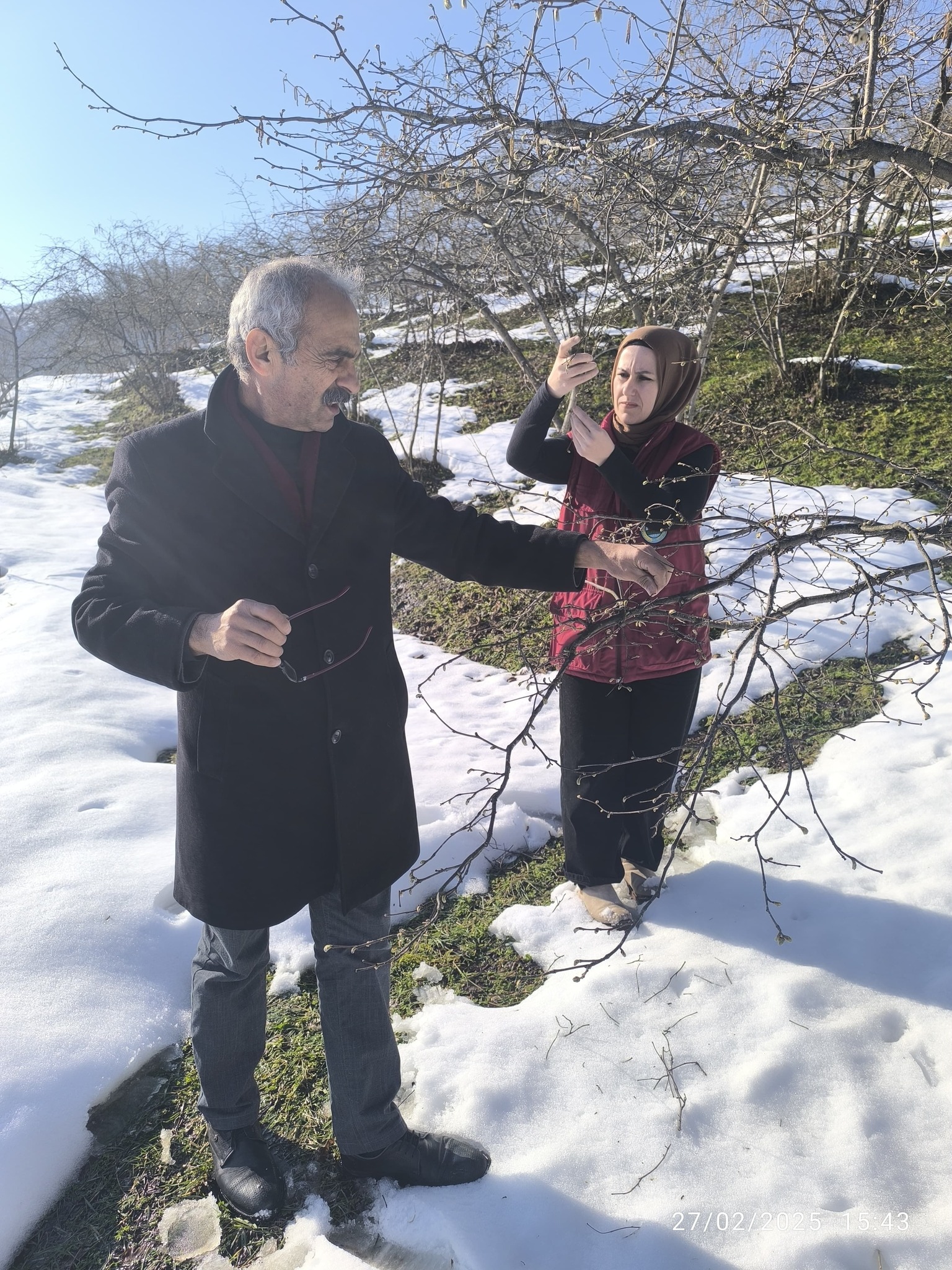 Ünye Ziraat Odası'ndan Don Hasarı İncelemesi