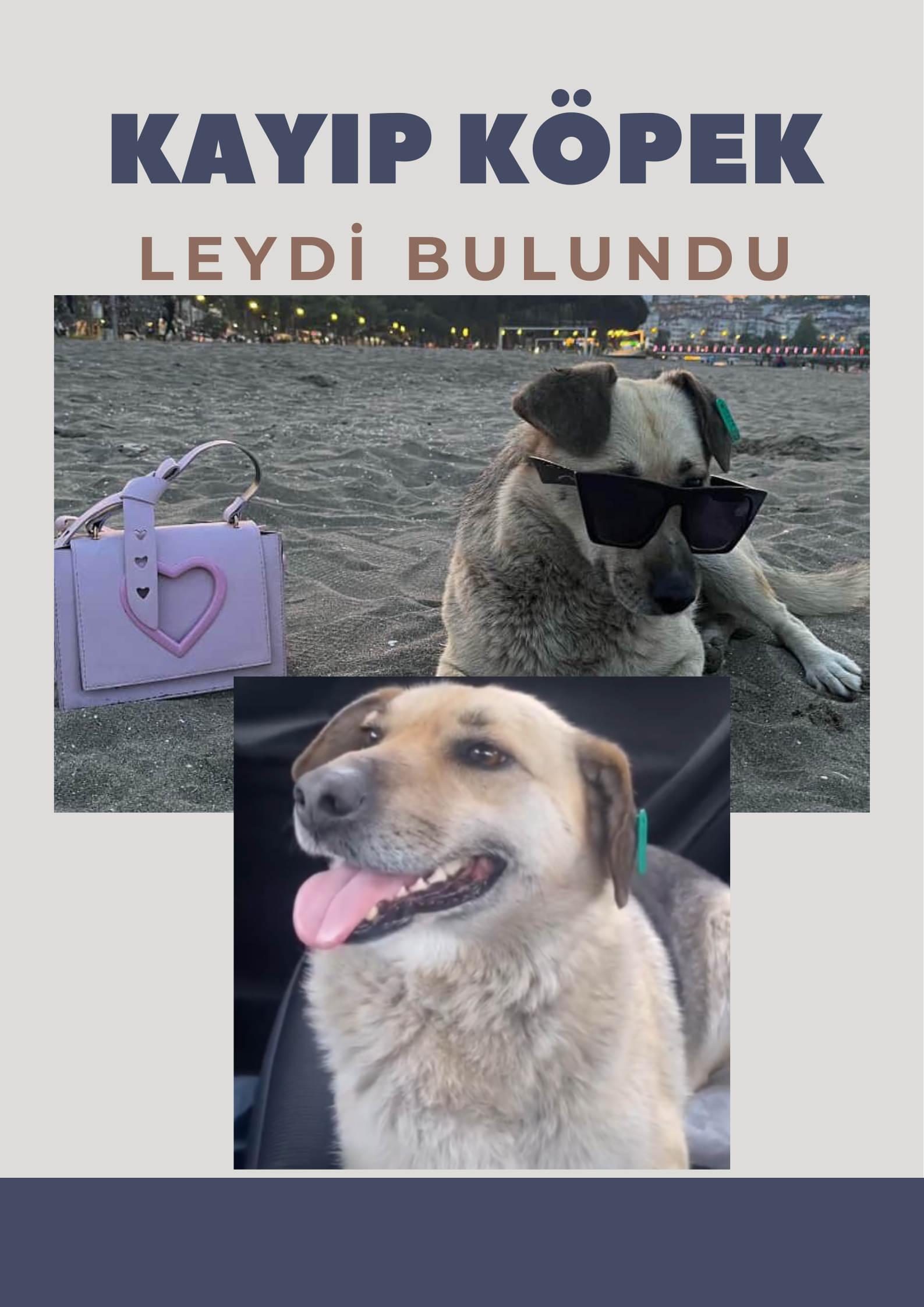 Deniz Mavisi Kopek Fotografi Kayip Evcil Hayvan Afis