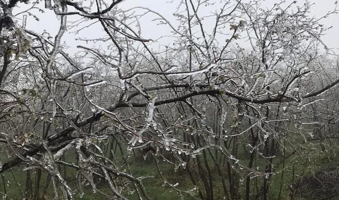 Son 30 Yılın En Soğuk Günleri Zirai Donla Geldi