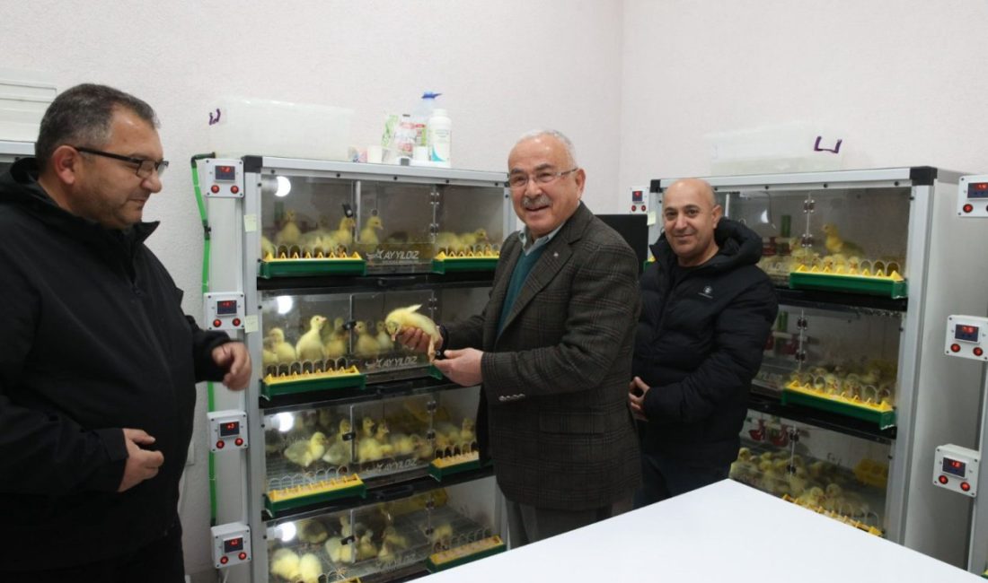 BAŞKAN GÜLER’İN HAYVANCILIK PROJELERİNDEN BİRİ OLAN KAZ YETİŞTİRİCİLİĞİ GİDEREK ARTIYOR

 
