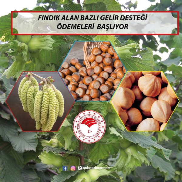 Fındık Üreticilerine Müjde ordu il tarim mudurlugu