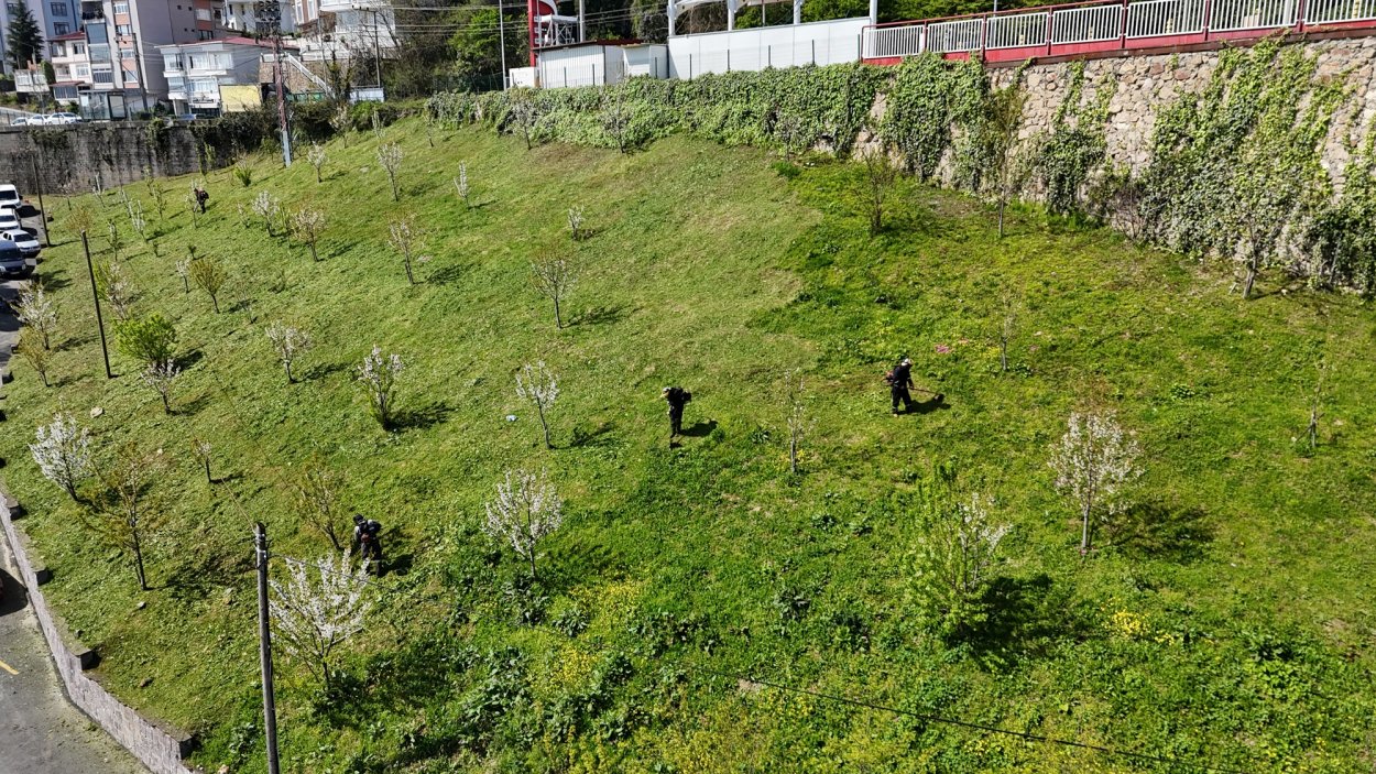 ordu nun parklarinda agaclar cicek acti 1221