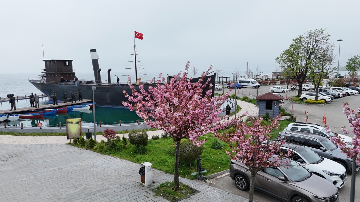 ordu nun parklarinda agaclar cicek acti 2577
