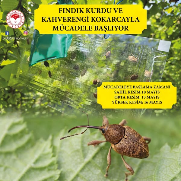 Fındık Kurdu ve Kahverengi Kokarca ile Mücadele Başlıyor ordu il tarim mudurlugu