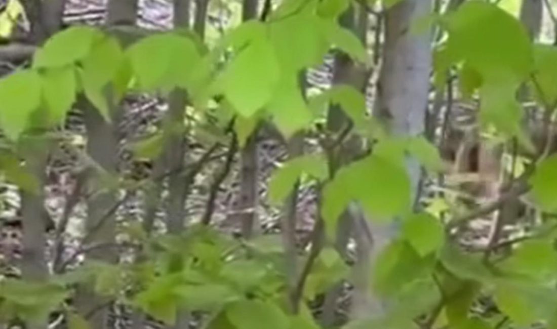 Ordu’nun Aybastı ilçesine bağlı Yelve Yaylası’nda, nesli tükenme tehlikesi altında