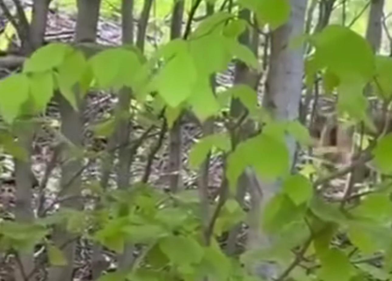 Ordu’da Nesli Tükenmekte Olan Vaşak Kameralara Yakalandı ordu vasak
