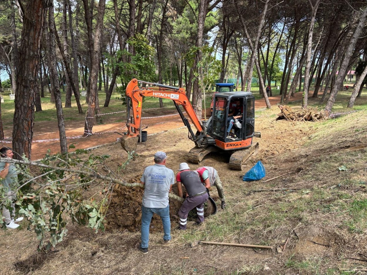 unye camlik ta kuruyan agaclarin yerine yenileri dikiliyor 812
