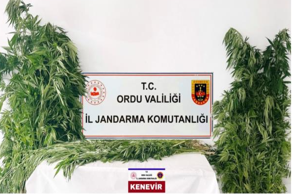 Ordu İl Jandarma Komutanlığı ekipleri, uyuşturucu madde ile mücadele kapsamında