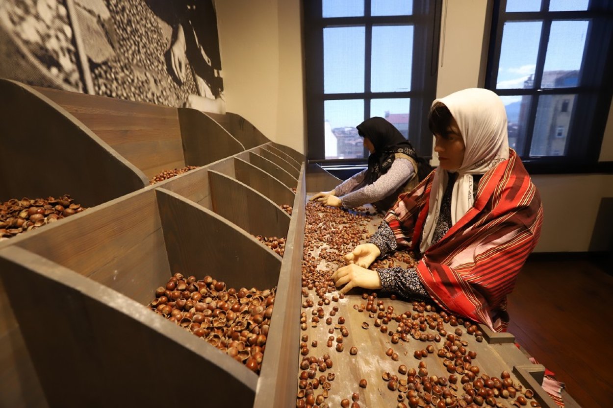 Türkiye’nin İlk Fındık Müzesi Ziyaretçilerini Ağırlıyor turkiye nin ilk findik muzesi ziyaretcilerini agirliyor 5206