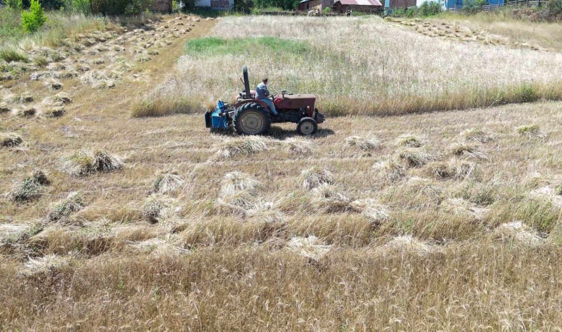 Ordu’da bir yandan fındık hasadı sürerken bir yandan da siyez