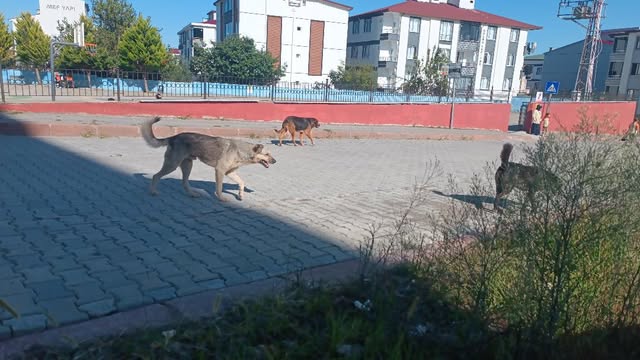 Ordu’nun Ünye ilçesi Saraçlı Mahallesi’nde bulunan Şehit Fatih İlkokulu çevresinde