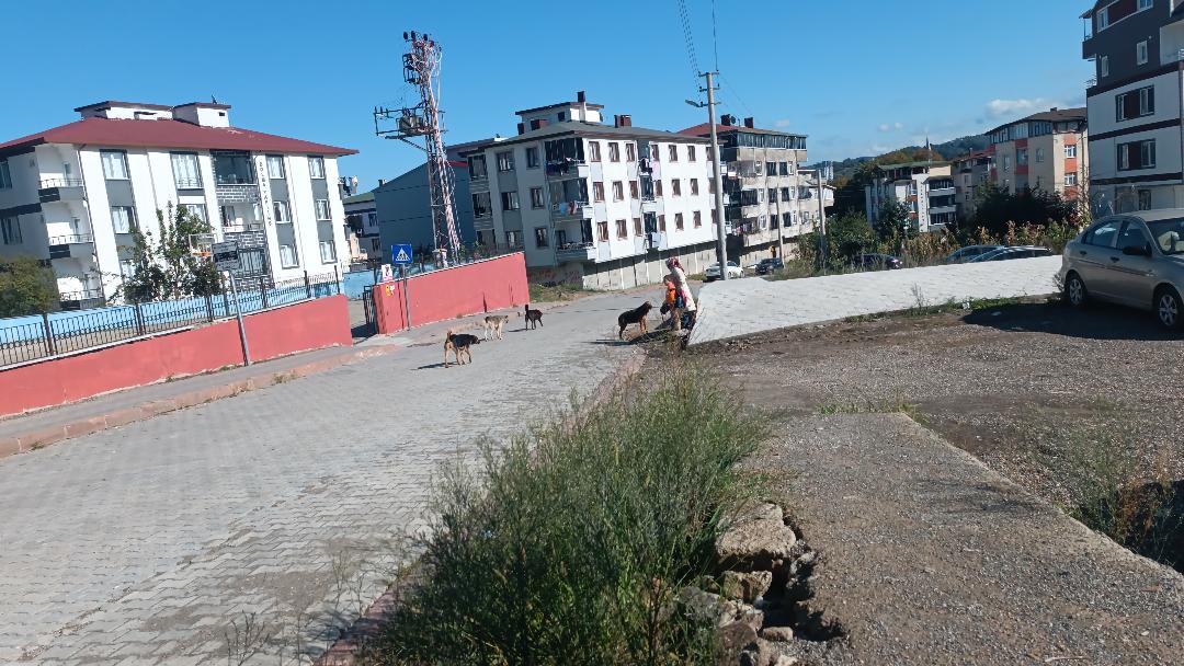 Ünye’de Sokak Köpekleri Korku Yaratıyor 552570694 1088470706788070 2961322363576506037 n