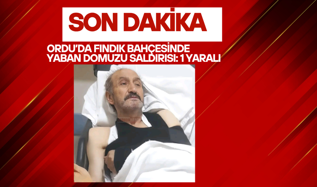 Ordu’nun kırsal bir bölgesinde fındık bahçesinde çalışan Salih Çakır, yaban