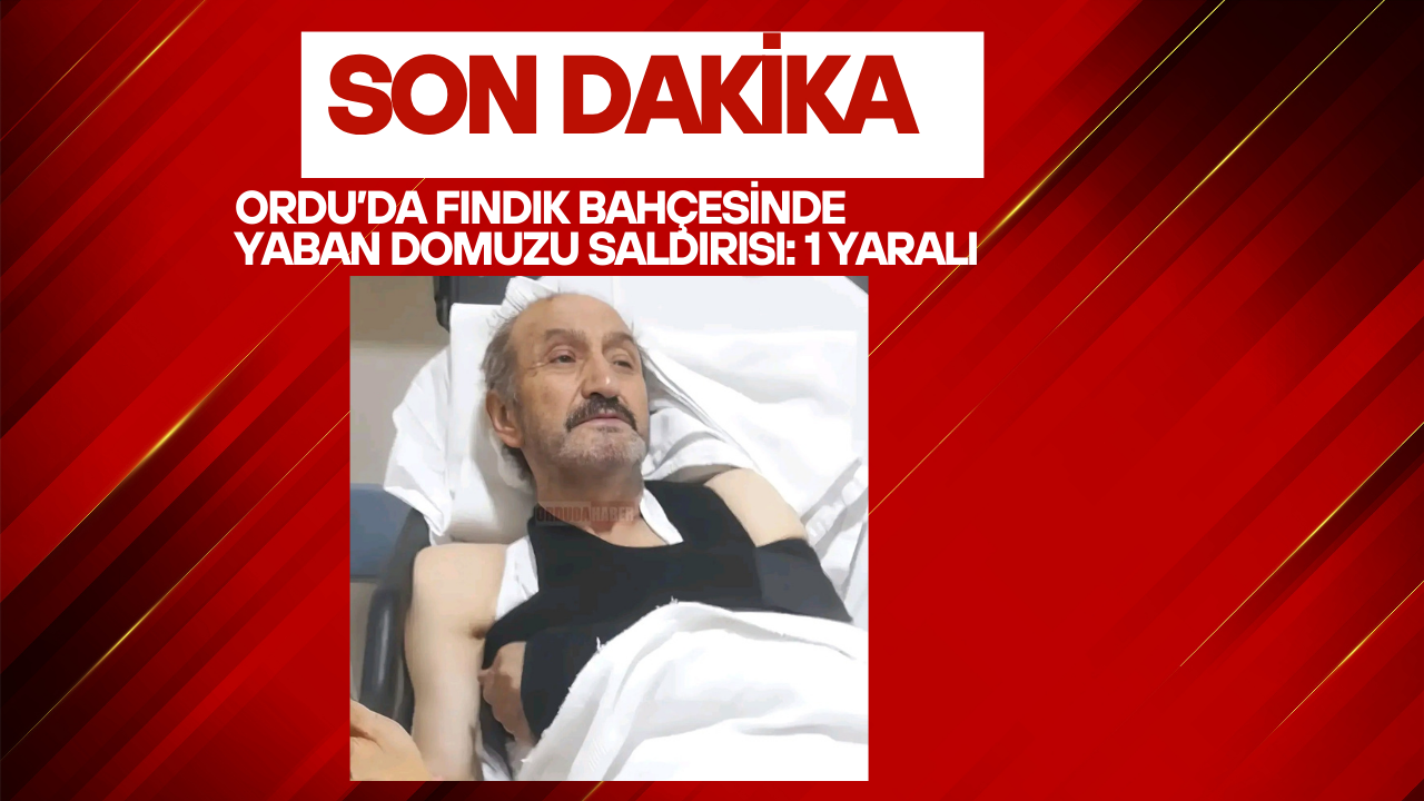 Ordu’da Fındık Bahçesinde Yaban Domuzu Saldırısı: 1 Yaralı Kirmizi ve Beyaz Profesyonel ve Modern Son Dakika Canli Yayin Haberi Youtube Kucuk Resmi 1