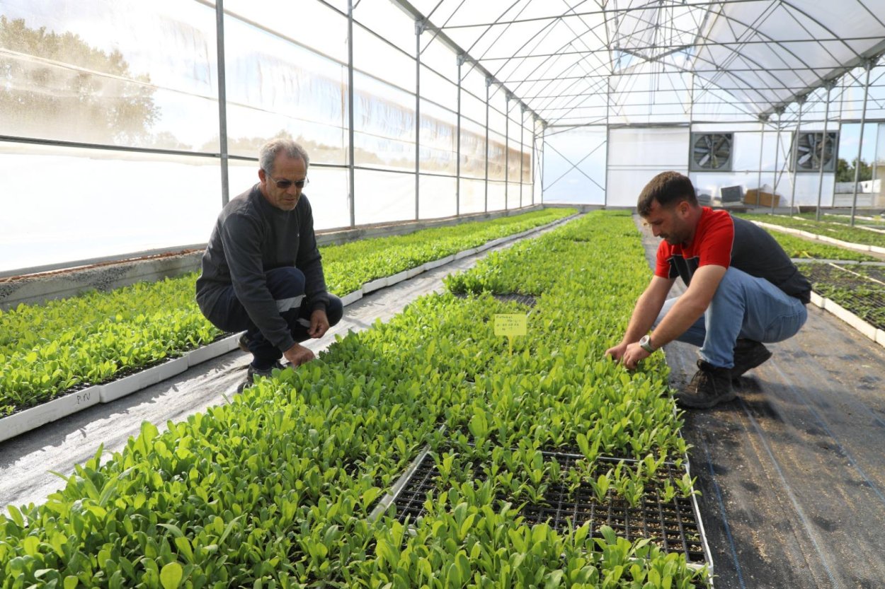 Kendi Kendine Yeten Şehir: Ordu IMG 6583