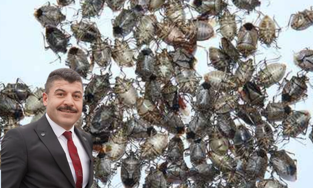 Ordu’nun Ünye ilçesinde son yıllarda hızla artan kahverengi kokarca (Halyomorpha