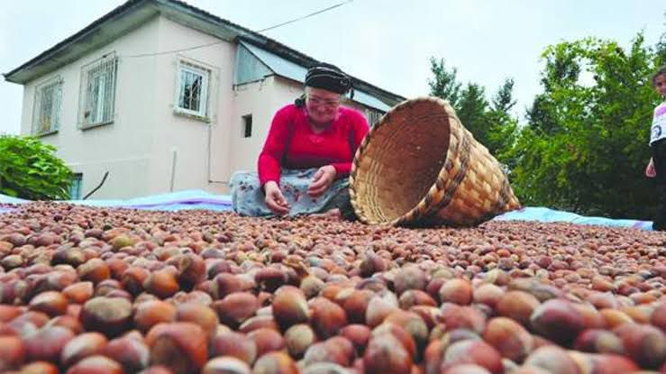 Fındık Üreticilerine Destek Ödemesi Başladı: İlk Ödemeler Bugün Hesaplarda WhatsApp Image 2026 03 06 at 14.50.05