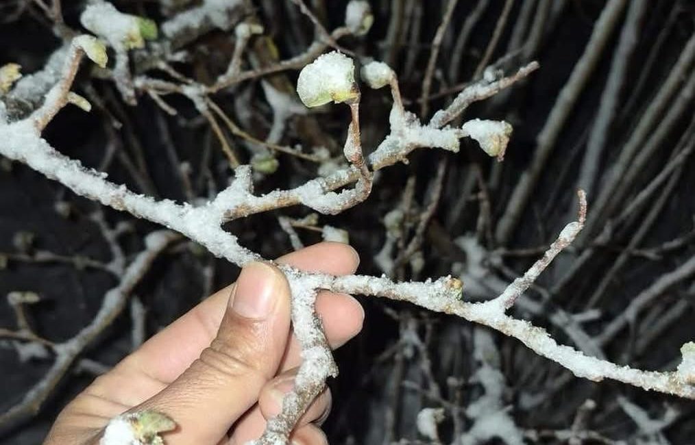 Karadeniz’in önemli tarım merkezlerinden Ordu’nun yüksek rakımlı bölgelerinde etkili olan