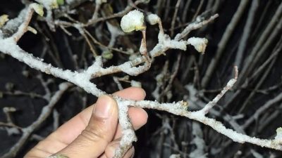 Karadeniz’in önemli tarım merkezlerinden Ordu’nun yüksek rakımlı bölgelerinde etkili olan