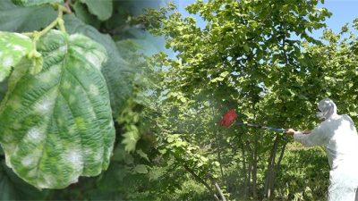 Ordu İl Tarım ve Orman Müdürlüğü, fındık üreticilerini fındık külleme