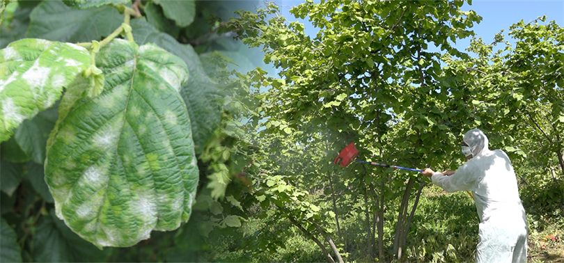 Ordu İl Tarım ve Orman Müdürlüğü, fındık üreticilerini fındık külleme