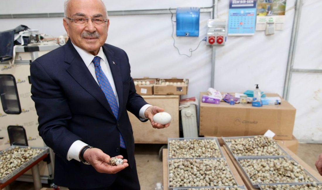 Fatsa Üretim Üssüne Dönüştü: Başkan Güler Dev Tesisleri İnceledi! Ordu