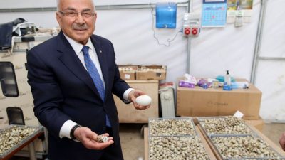 Fatsa Üretim Üssüne Dönüştü: Başkan Güler Dev Tesisleri İnceledi! Ordu