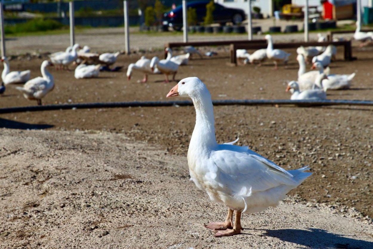 kendi kendine yeten ordu 2702