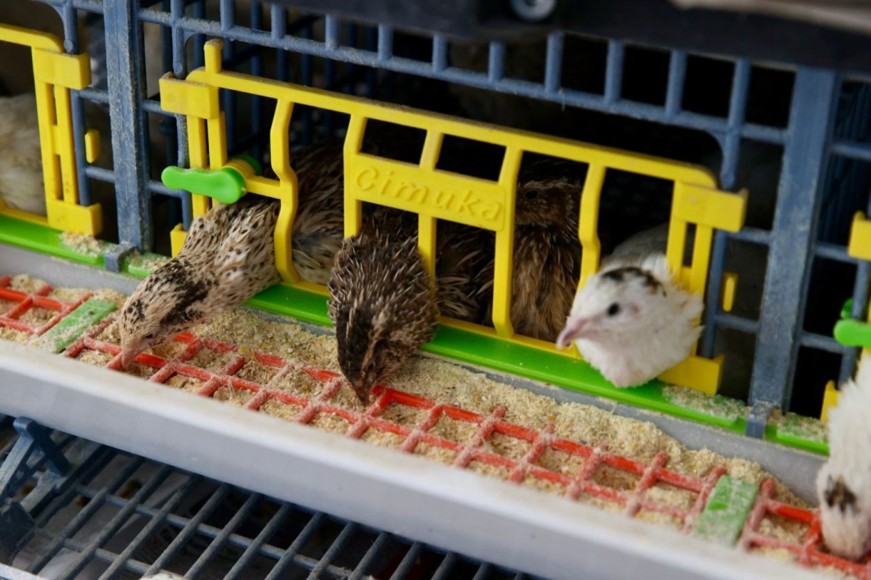 kendi kendine yeten ordu 5747