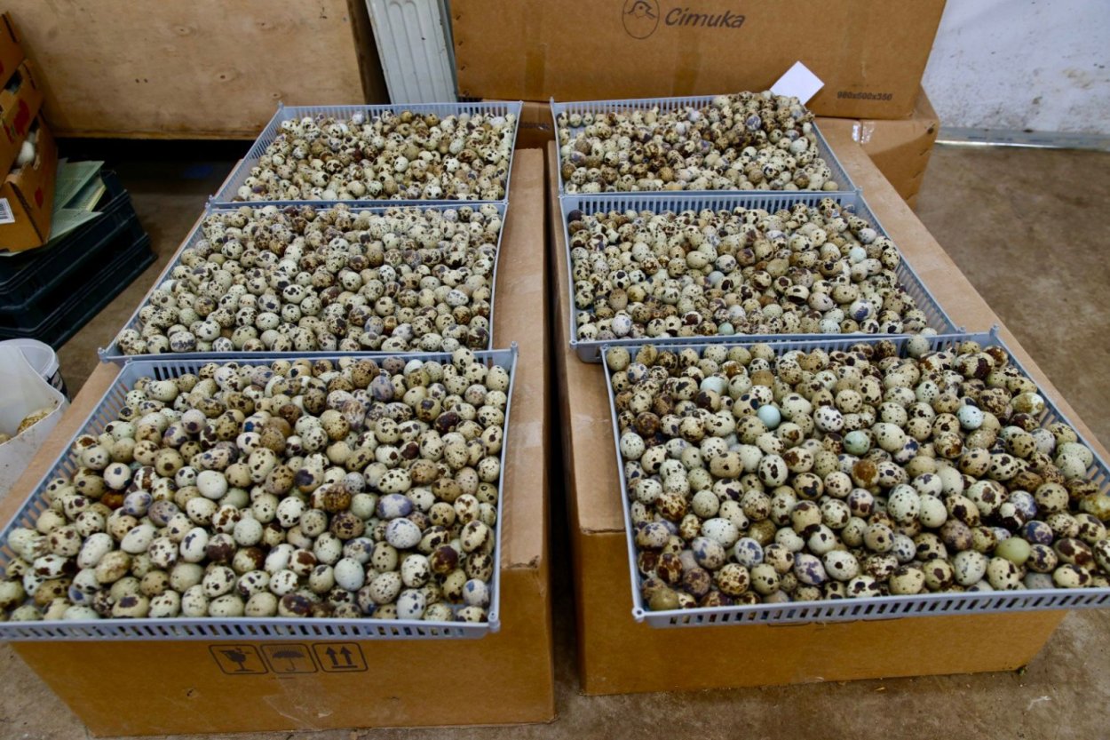 kendi kendine yeten ordu 7363