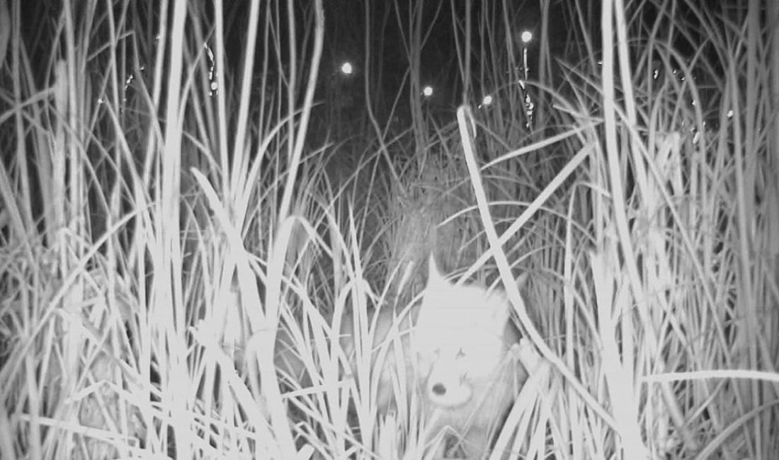 Durugöl Kurtuluş Tabiat Parkı’nın “Yumurta Hırsızı” Yakalandı: Kurnaz Tilki Kamerada!