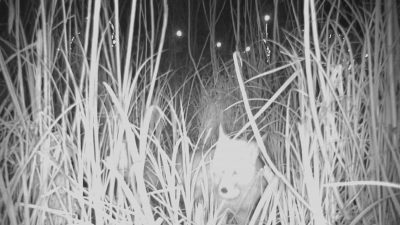 Durugöl Kurtuluş Tabiat Parkı’nın “Yumurta Hırsızı” Yakalandı: Kurnaz Tilki Kamerada!