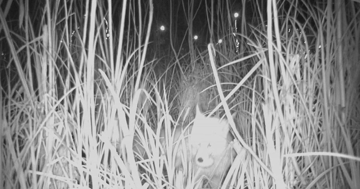 kurnaz tilki is basinda 4105