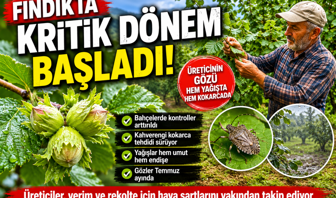 Haziran ayına girilmesiyle birlikte Ordu’da fındık üreticileri bahçelerdeki gelişimi yakından