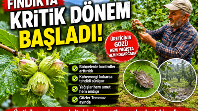 Haziran ayına girilmesiyle birlikte Ordu’da fındık üreticileri bahçelerdeki gelişimi yakından