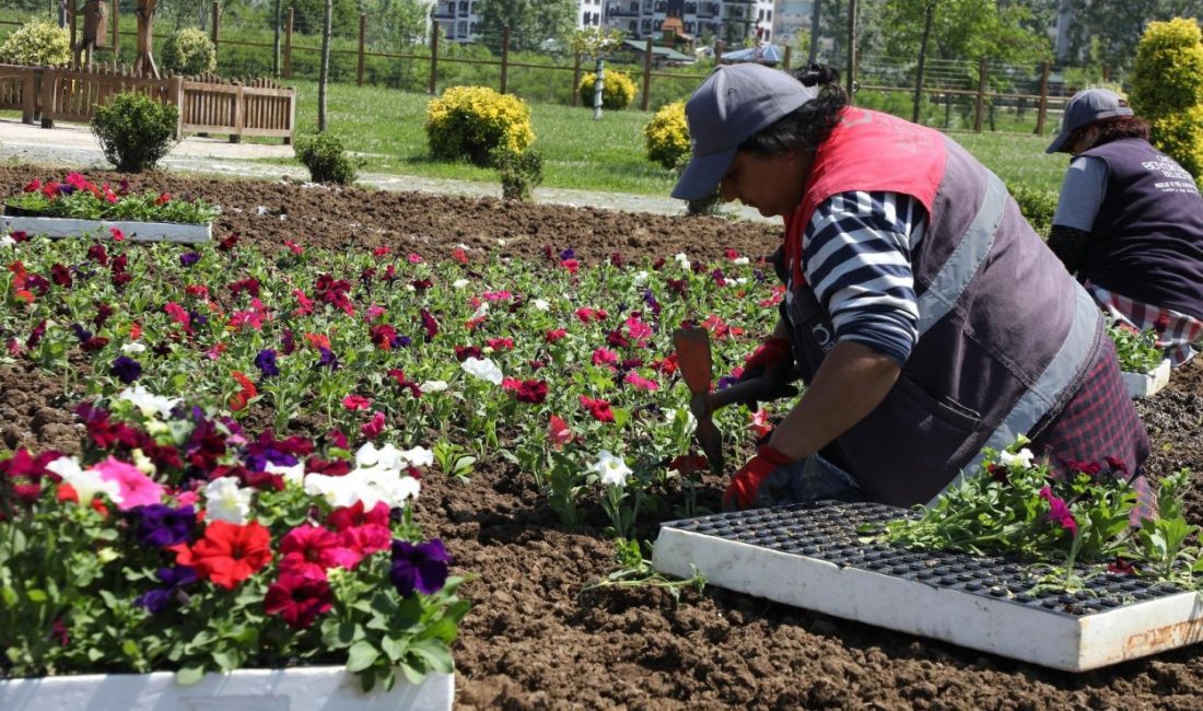 Ordu Büyükşehir Belediyesi’nin Melet Vadisi’nde kurduğu seralarda yetiştirilen çiçekler parkları,