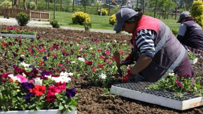 Ordu Büyükşehir Belediyesi’nin Melet Vadisi’nde kurduğu seralarda yetiştirilen çiçekler parkları,